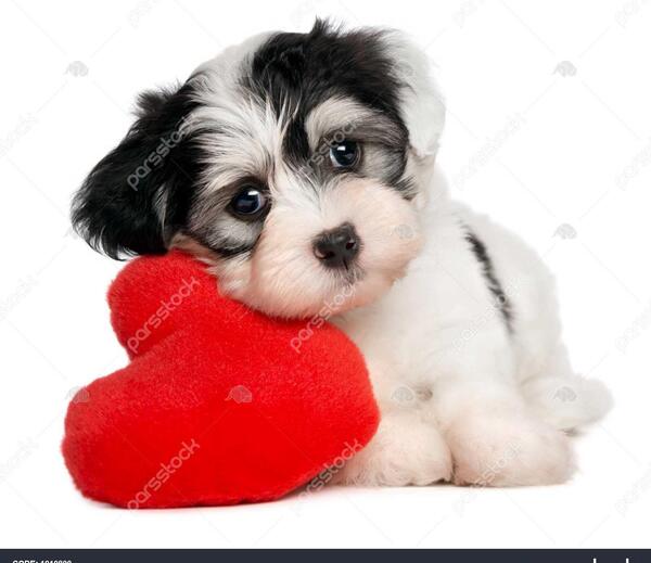 عکس سگ عاشقانه