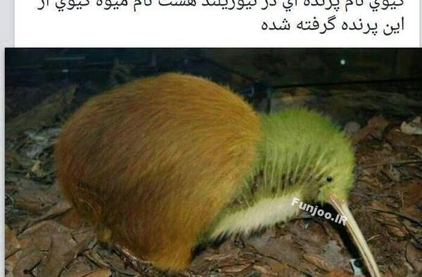 عکس گروه طنز تلگرام