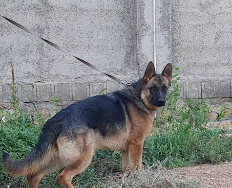 عکس سگ ژرمن ماده