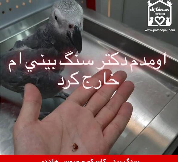 عکس سنگ بینی عروس هلندی