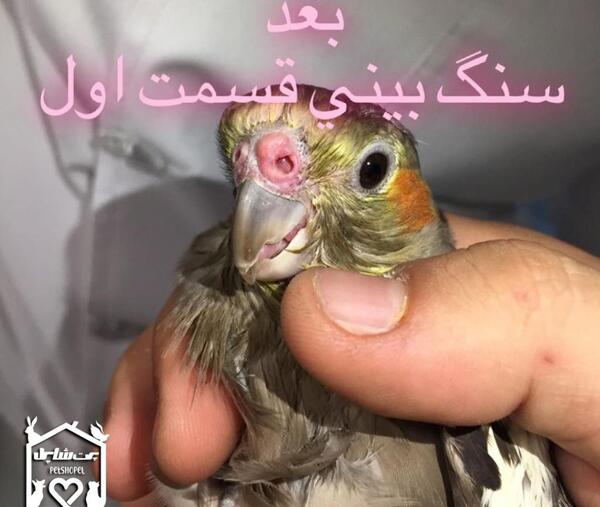 عکس سنگ بینی عروس هلندی