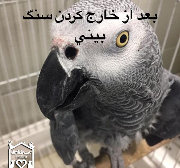 عکس سنگ بینی عروس هلندی