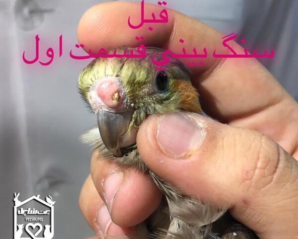 عکس سنگ بینی عروس هلندی