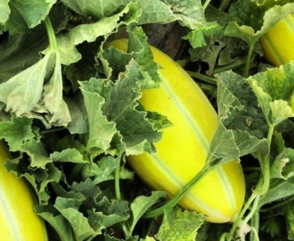عکس کاشت خربزه