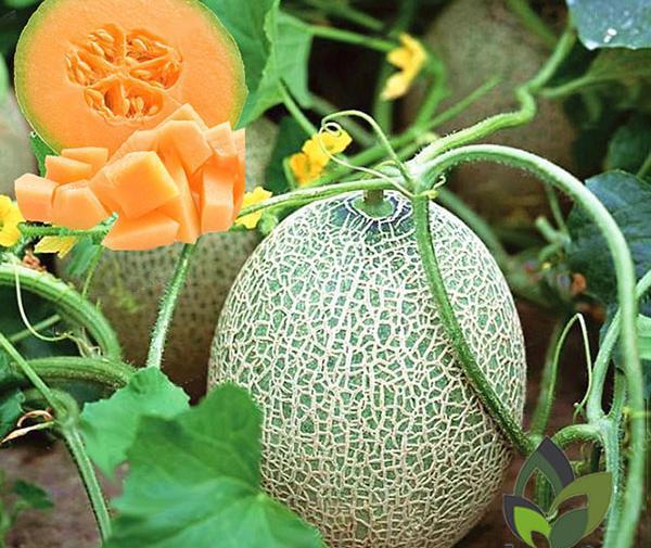 عکس کاشت خربزه