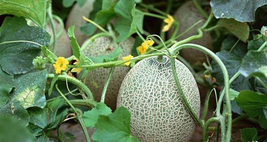عکس کاشت خربزه
