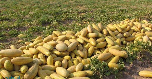 عکس کاشت خربزه