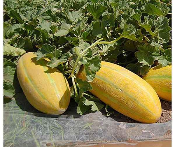 عکس کاشت خربزه