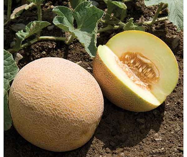 عکس کاشت خربزه