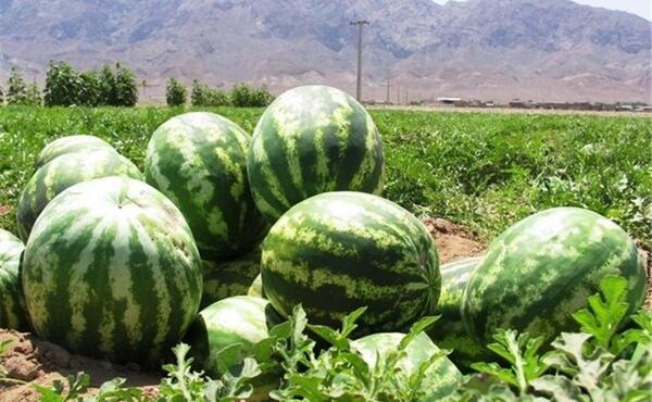 عکس کاشت خربزه