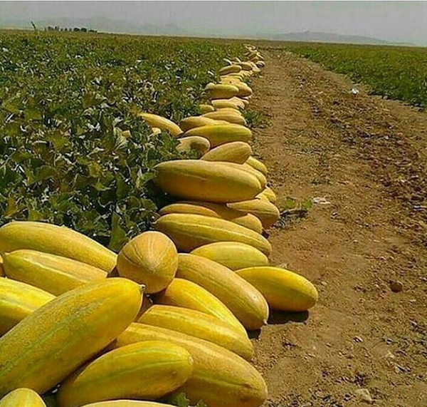 عکس کاشت خربزه