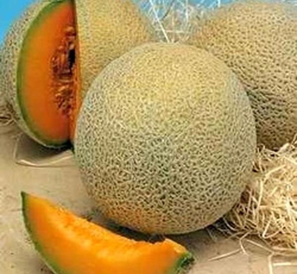عکس کاشت خربزه