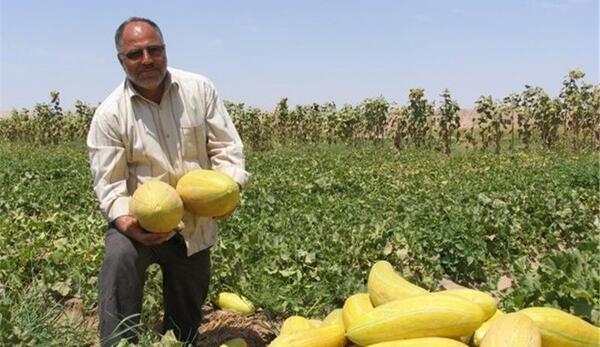 عکس کاشت خربزه