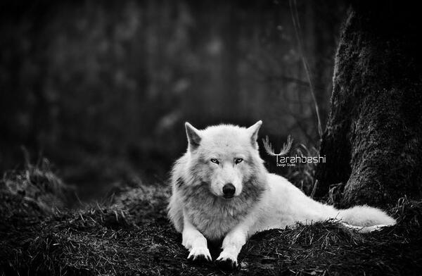 عکس تصویر زمینه حیوان