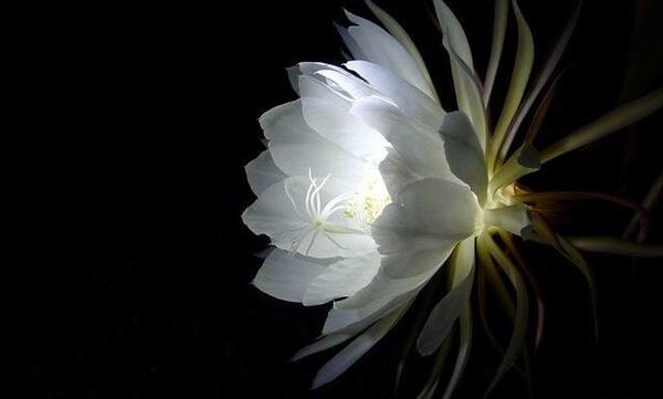 عکس گل ملکه شب