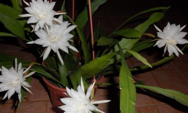 عکس گل ملکه شب