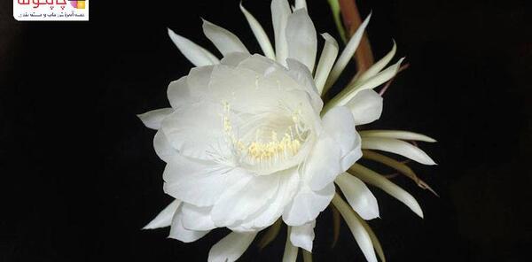 عکس گل ملکه شب