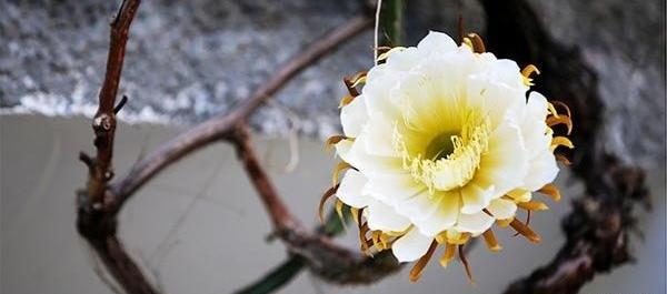 عکس گل ملکه شب