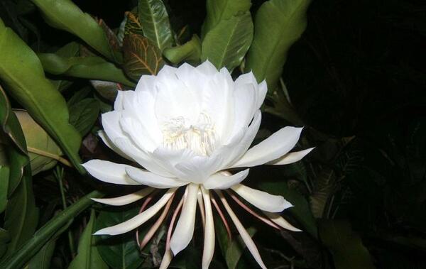 عکس گل ملکه شب