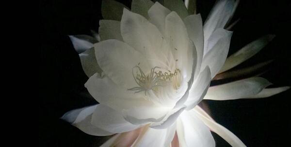 عکس گل ملکه شب