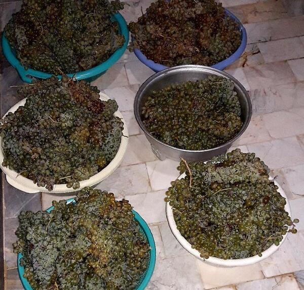 عکس خاک شیره انگور