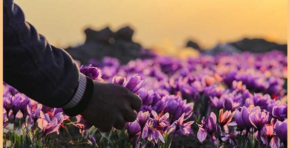 عکس نهال زعفران