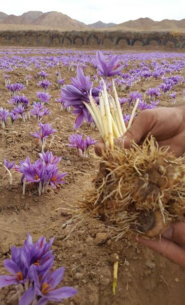 عکس نهال زعفران