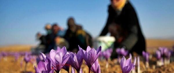 عکس نهال زعفران