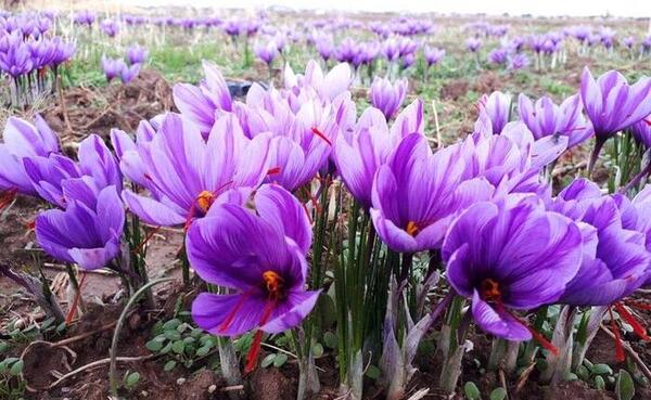 عکس نهال زعفران