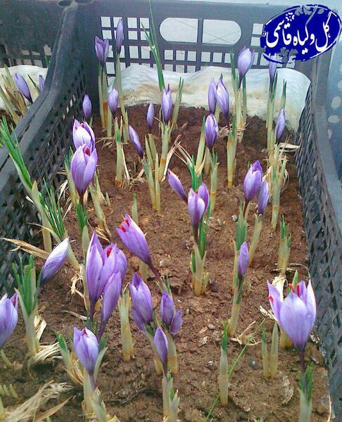 عکس نهال زعفران