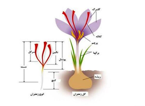 عکس نهال زعفران