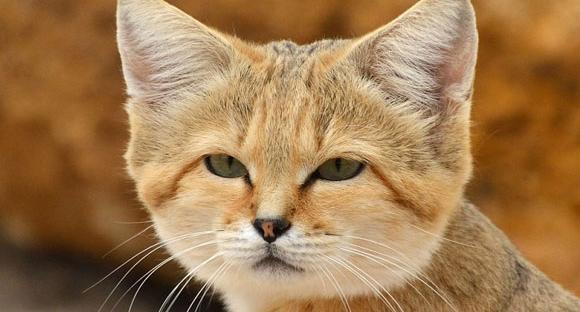 عکس گربه شنی