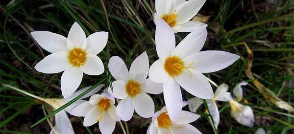 عکس گل زعفران وحشی