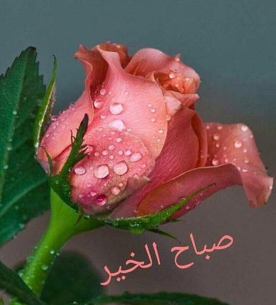 عکس تصاویر صبح بخیر عاشقانه عربی