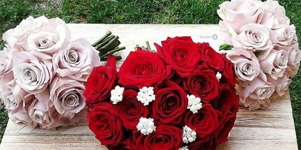 عکس گل رز سفید و قرمز