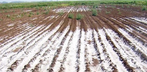 عکس خاک قلیایی
