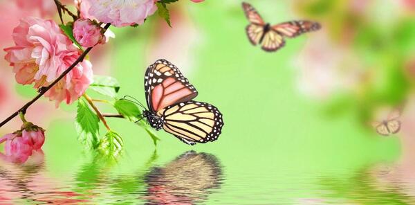 عکس تصویر زمینه پروانه