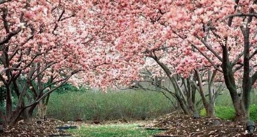 عکس بهار فصل