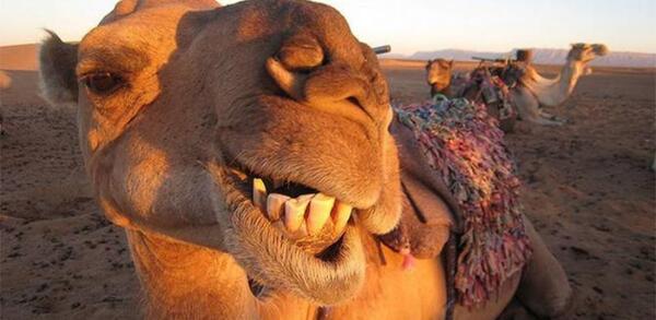 عکس شتر خندان