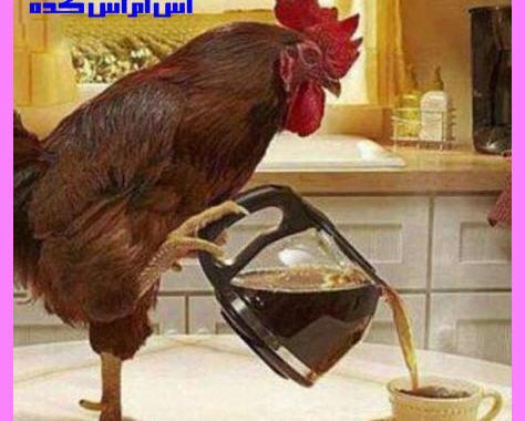 عکس صبح بخیر خنده دار