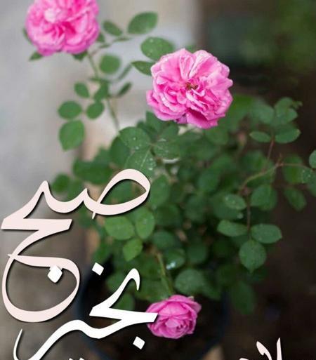 عکس صبح بخیر خنده دار