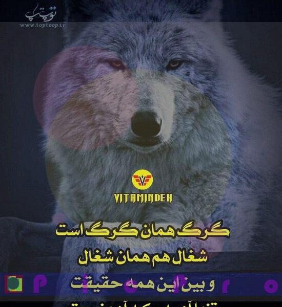 عکس گرگ آدم