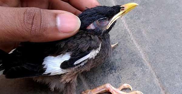عکس مینا عکس مینا