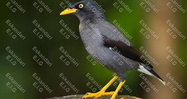 عکس مینا عکس مینا