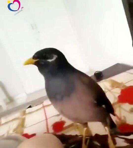 عکس مینا عکس مینا