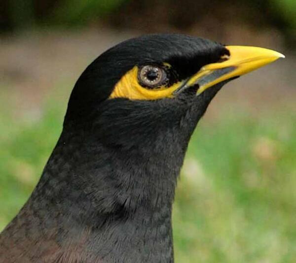 عکس مینا عکس مینا