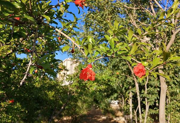 عکس از طبیعت با گوشی