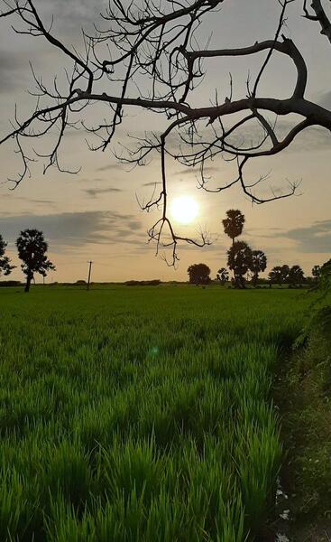 عکس از طبیعت با گوشی