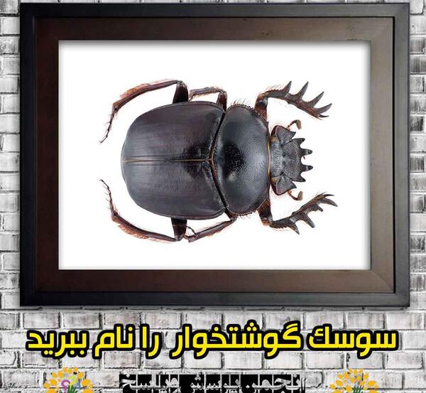عکس سوسک گوشتخوار