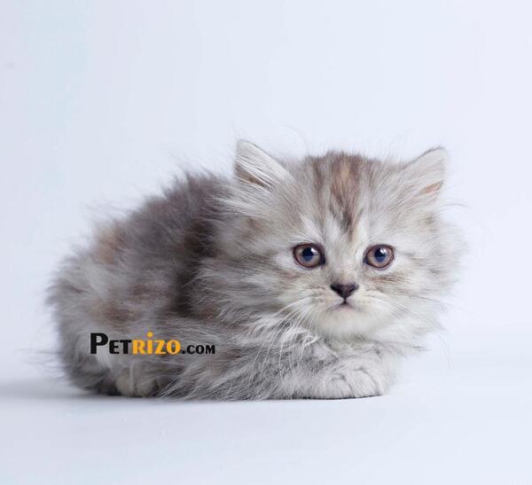 عکس گربه پرشین کت